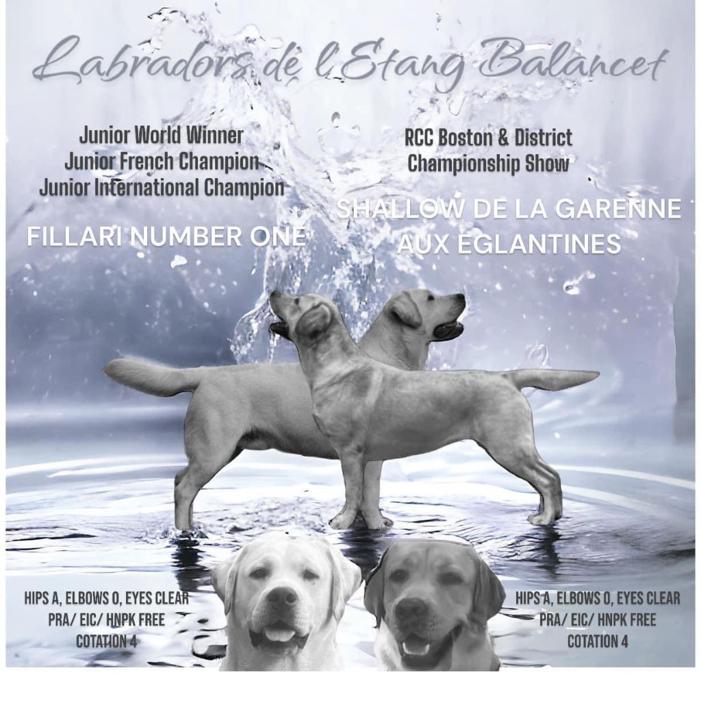 chiot Labrador Retriever De L'Etang Balancet