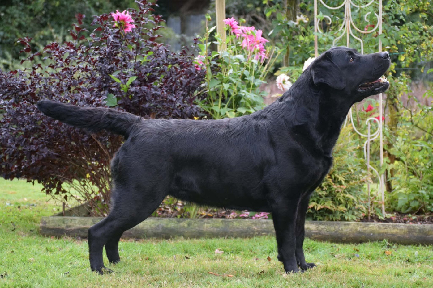 Shadow De La Gresilliere