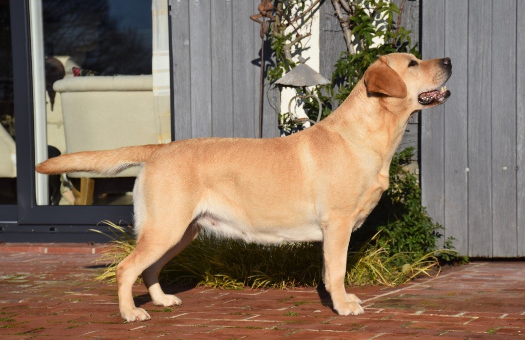 Shallow de la garenne aux eglantines