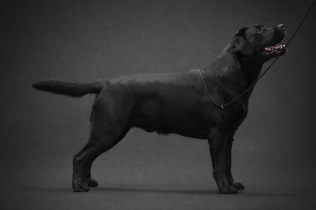 CH. dolbia Celtic twilight