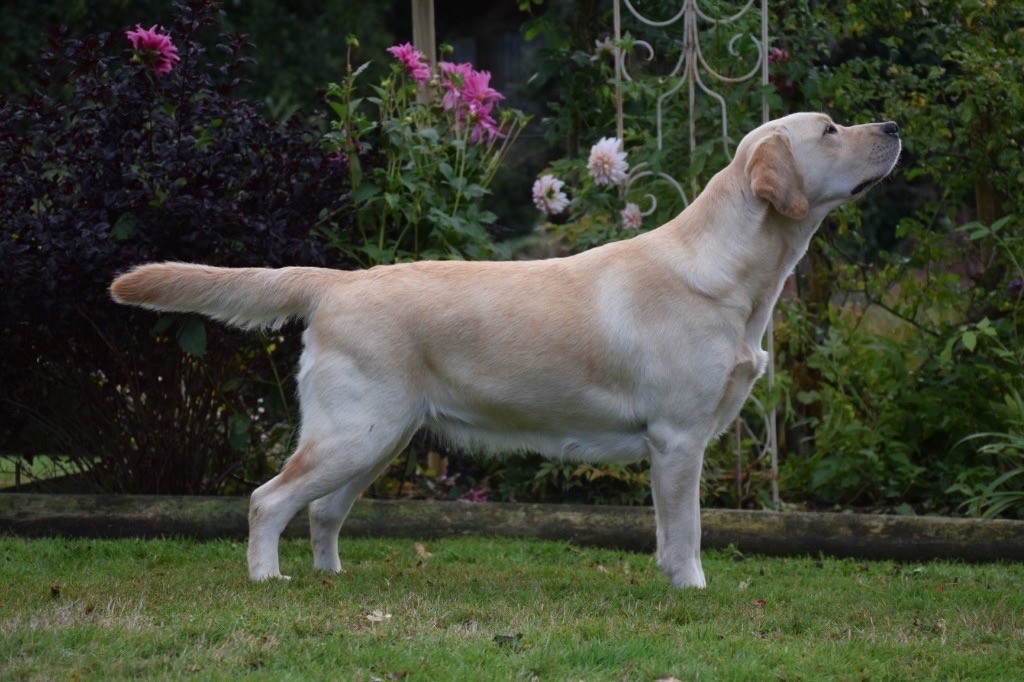 Urban kate De L'Etang Balancet