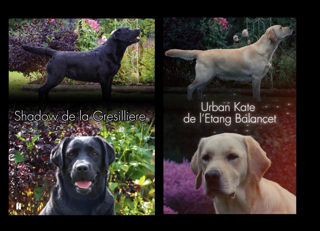 CARNET ROSE