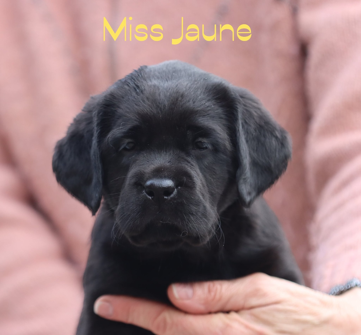 De L'Etang Balancet - Chiots disponibles - Labrador Retriever