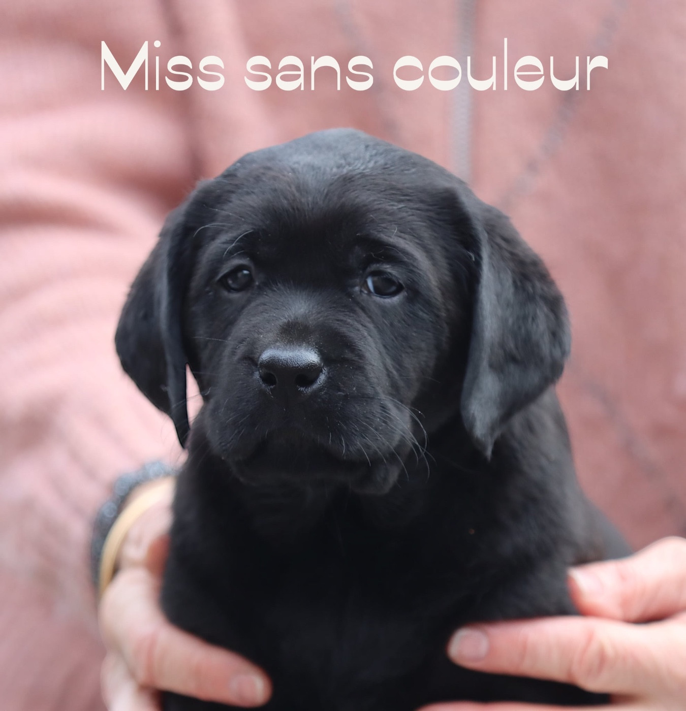 De L'Etang Balancet - Chiots disponibles - Labrador Retriever