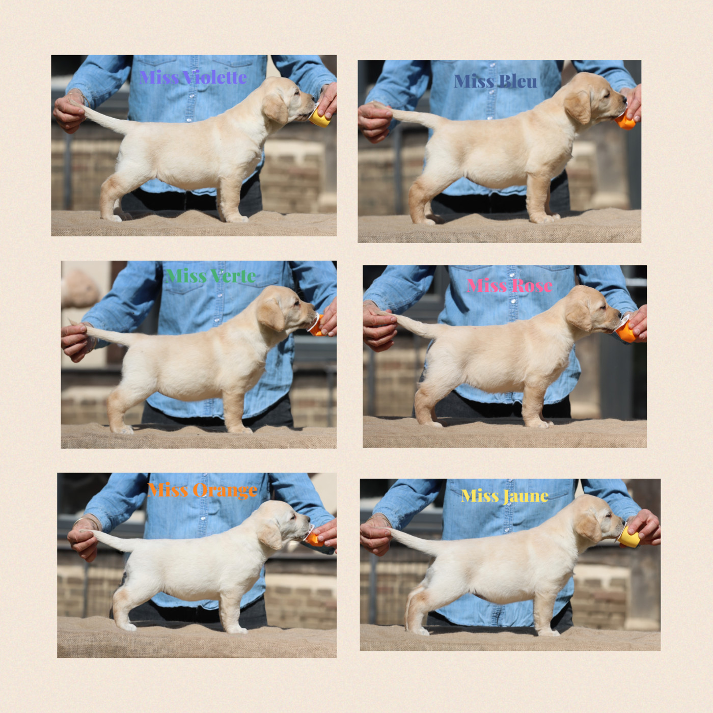 Chiot Labrador Retriever De L'Etang Balancet