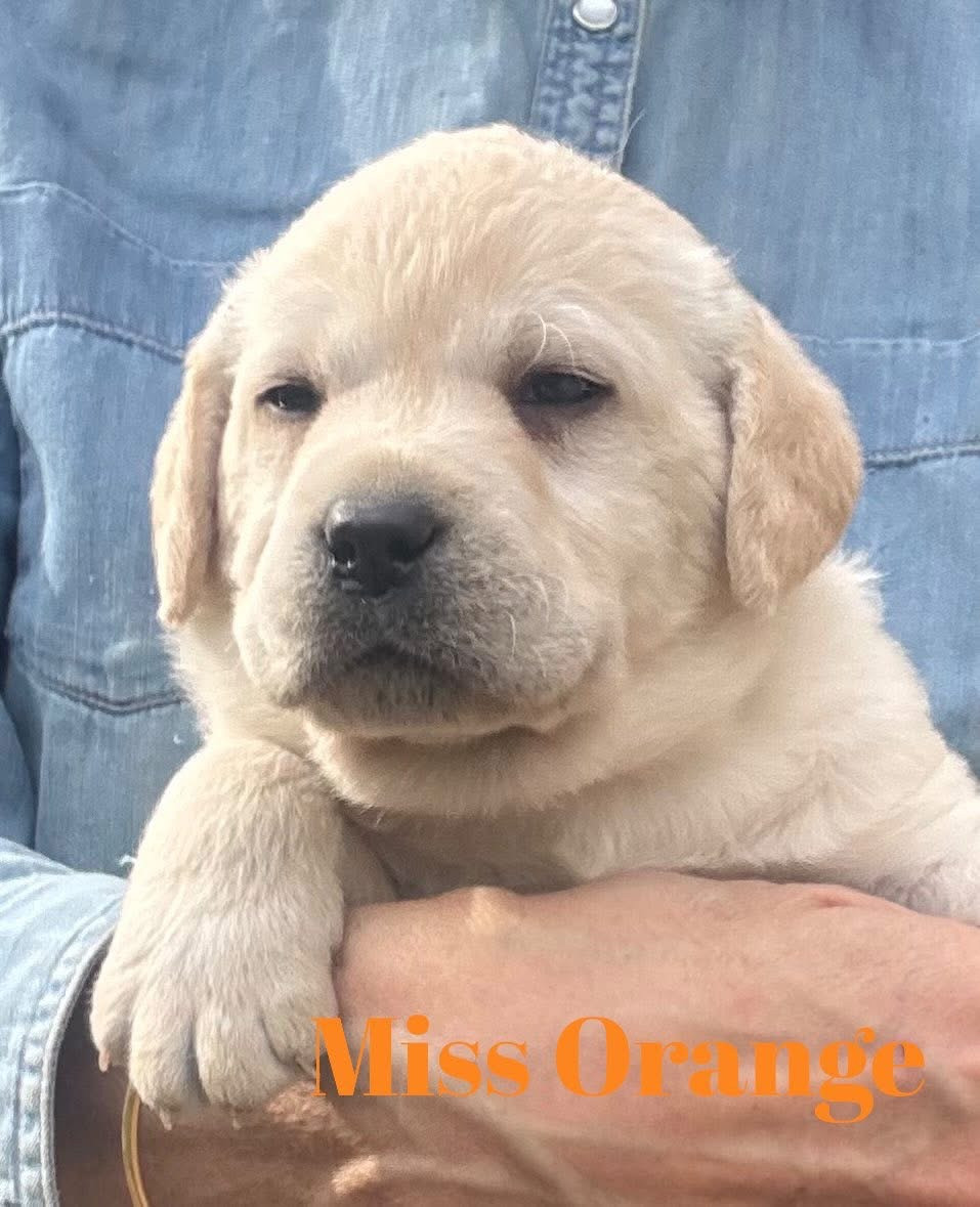 De L'Etang Balancet - Chiots disponibles - Labrador Retriever