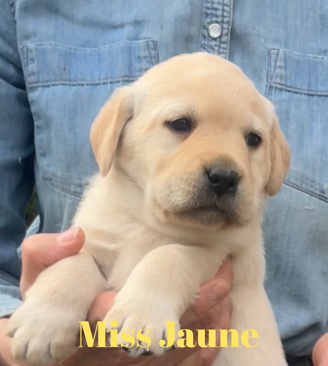 De L'Etang Balancet - Chiots disponibles - Labrador Retriever