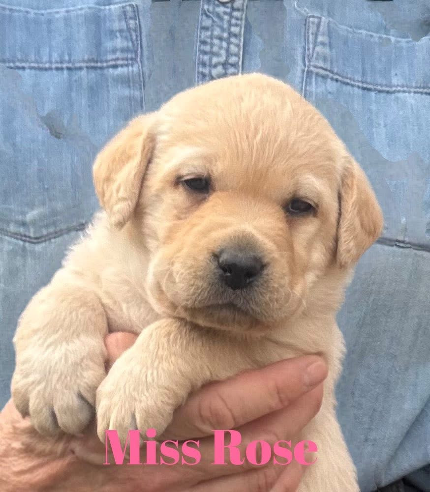 De L'Etang Balancet - Chiots disponibles - Labrador Retriever