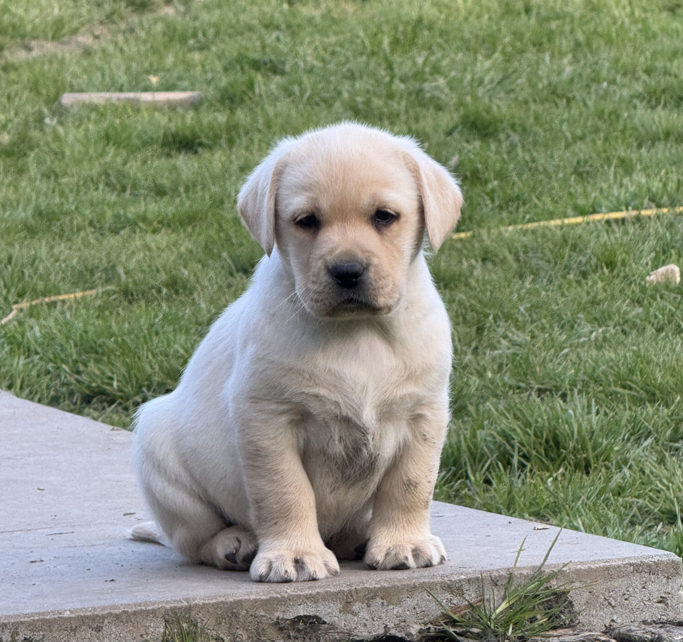 De L'Etang Balancet - Chiots disponibles - Labrador Retriever