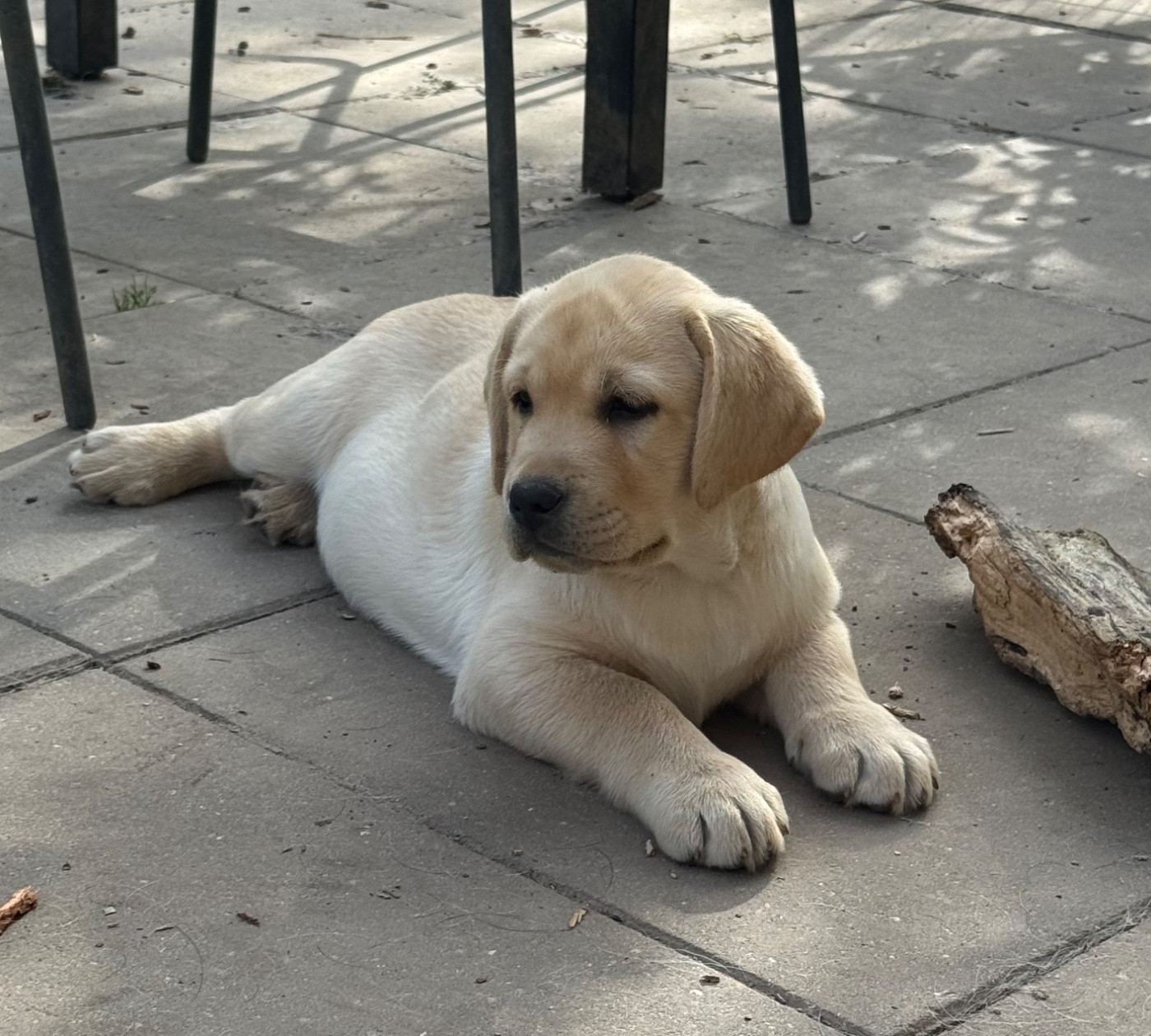 De L'Etang Balancet - Chiots disponibles - Labrador Retriever