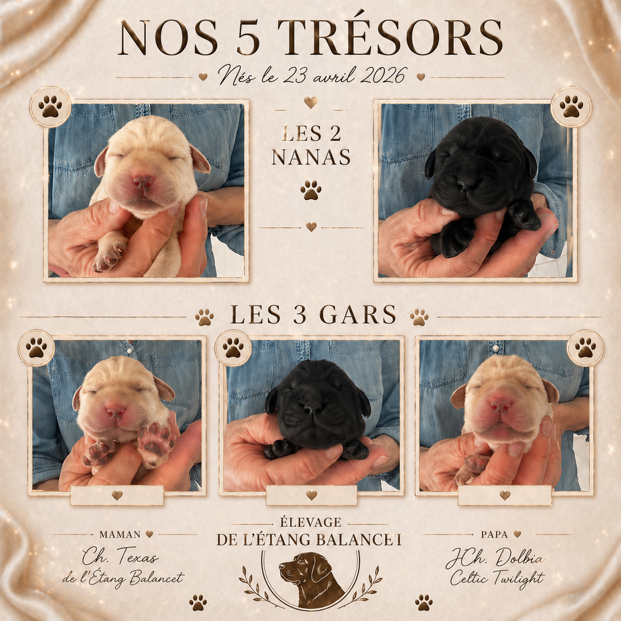 Chiot Labrador Retriever De L'Etang Balancet
