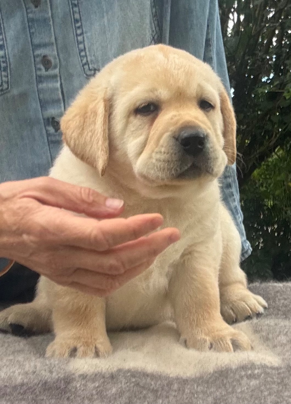 De L'Etang Balancet - Chiots disponibles - Labrador Retriever