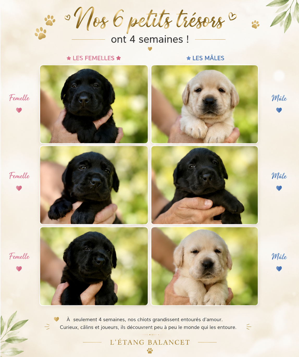 Chiot Labrador Retriever De L'Etang Balancet