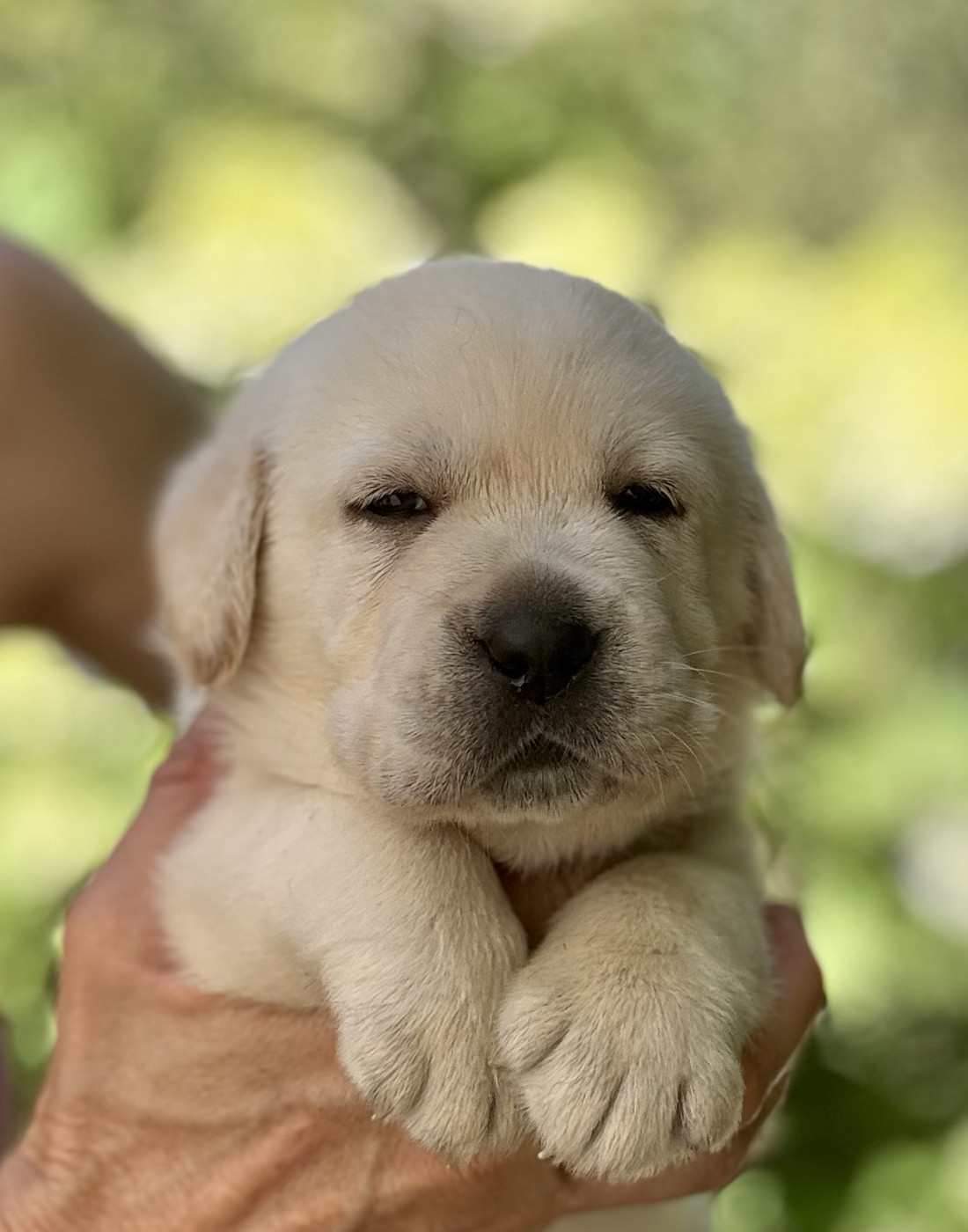 De L'Etang Balancet - Chiots disponibles - Labrador Retriever