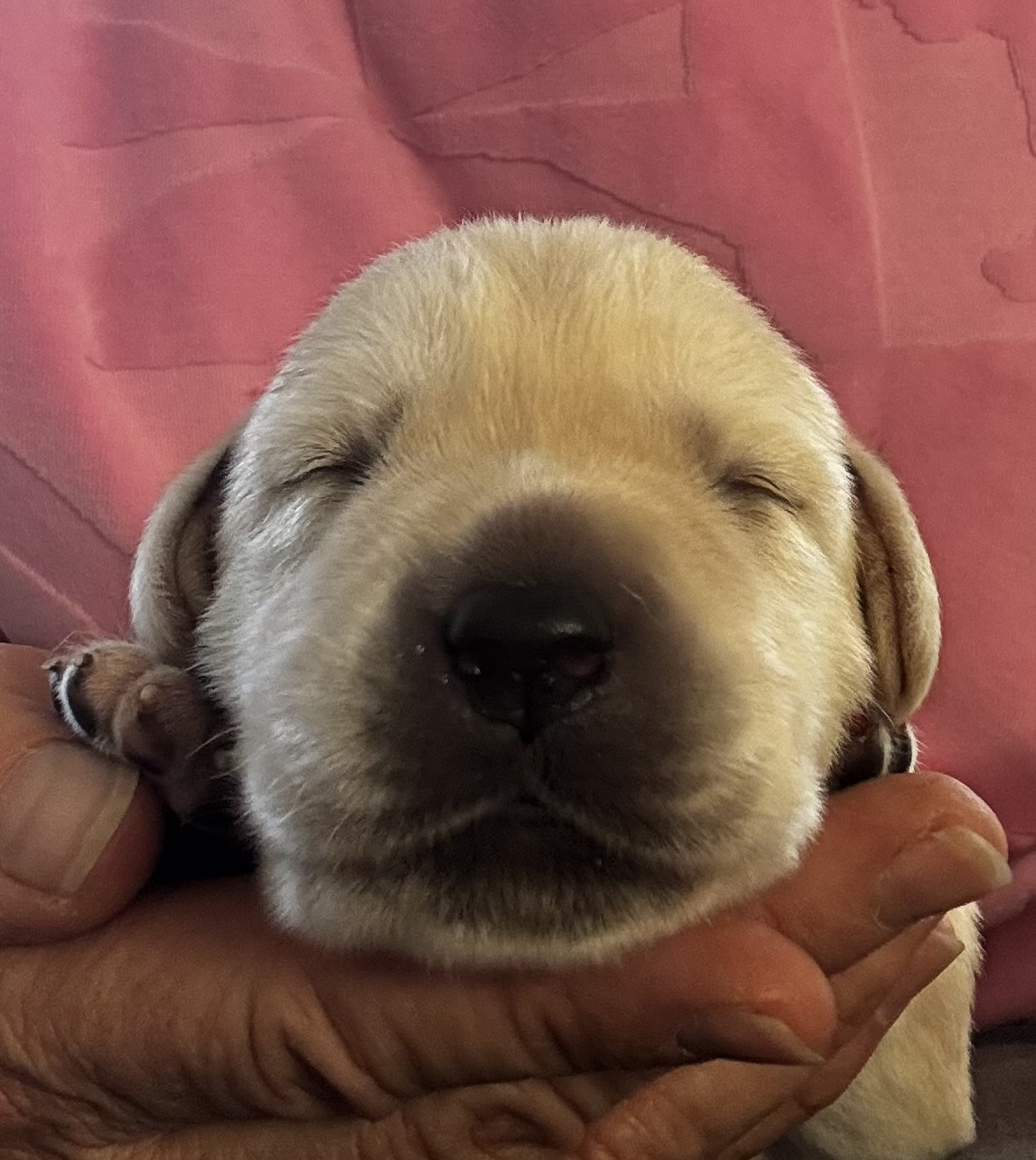 De L'Etang Balancet - Chiots disponibles - Labrador Retriever