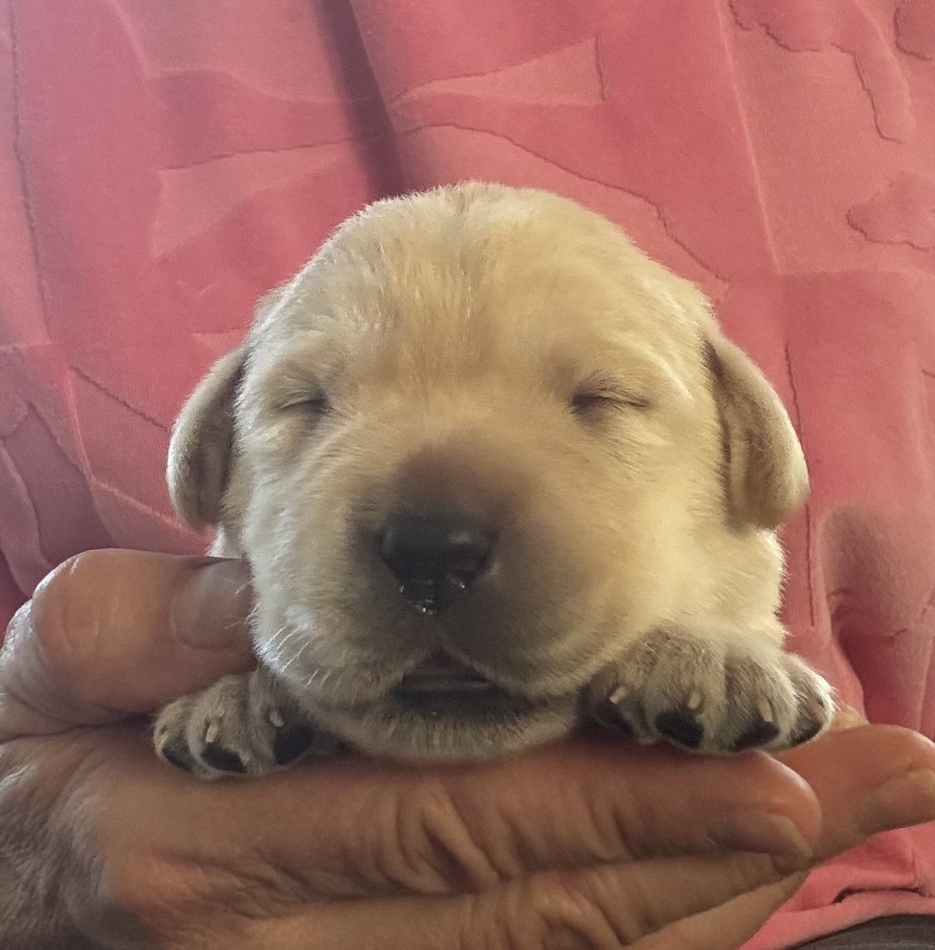 De L'Etang Balancet - Chiots disponibles - Labrador Retriever