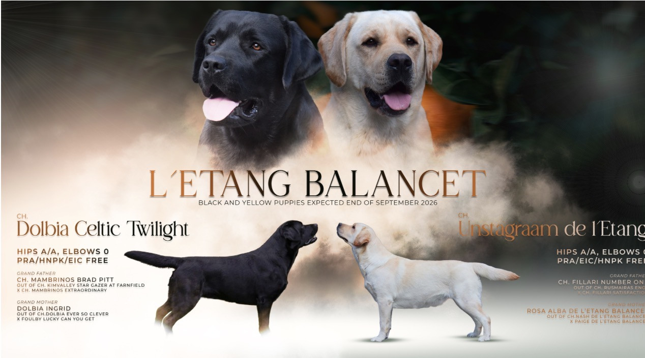 Chiot Labrador Retriever De L'Etang Balancet