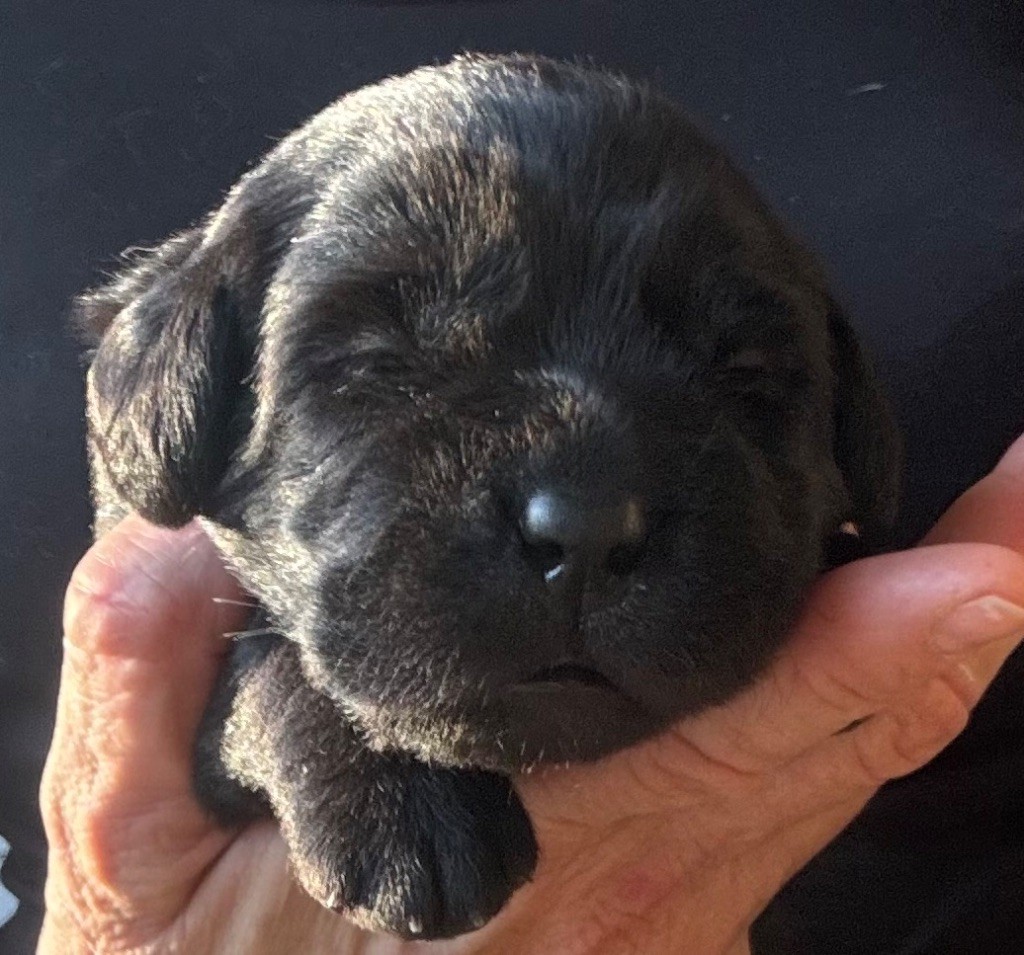 De L'Etang Balancet - Chiots disponibles - Labrador Retriever