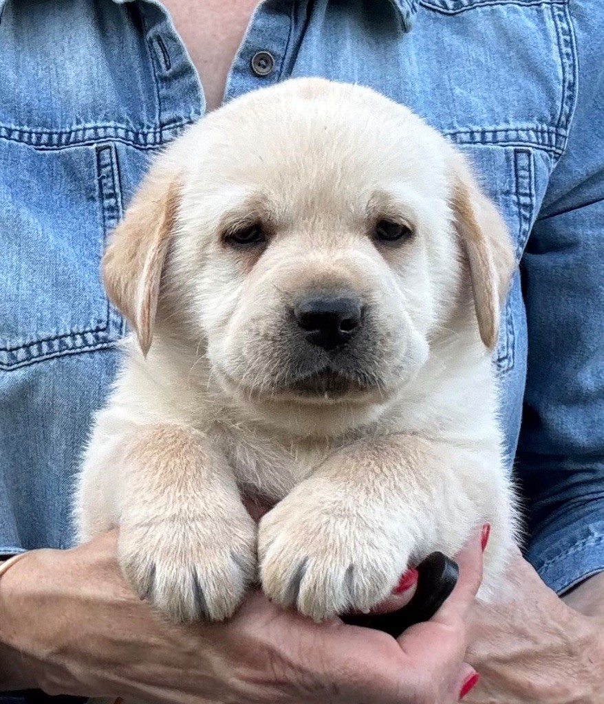 De L'Etang Balancet - Chiots disponibles - Labrador Retriever