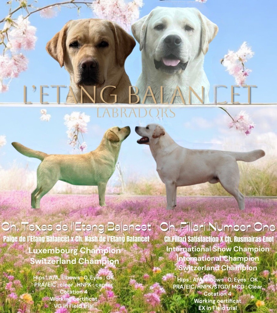 Chiot Labrador Retriever De L'Etang Balancet