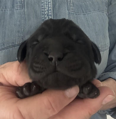 Chiot N°1