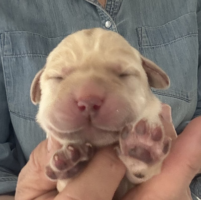 Chiot N°2