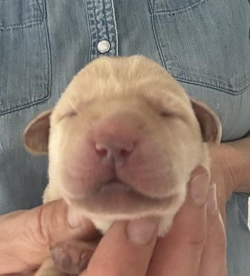 Chiot N°3