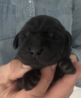 Chiot N°4