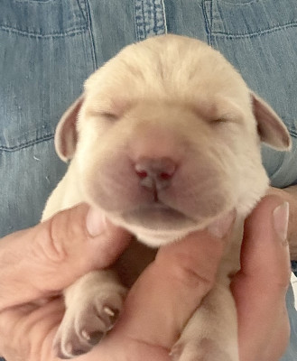 Chiot N°5