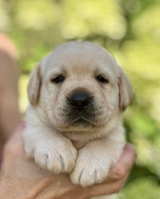 Chiot N°2