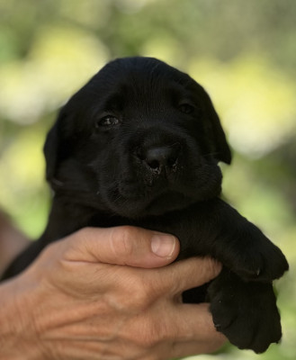 Chiot N°3