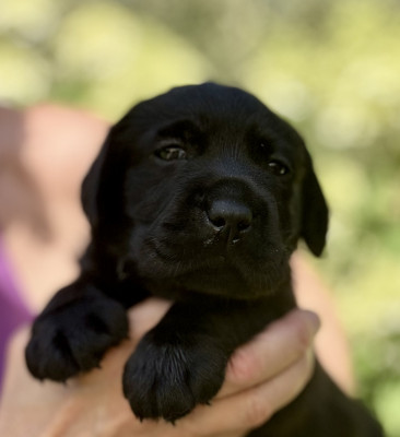 Chiot N°4