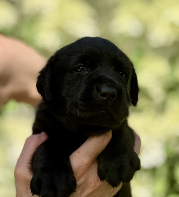 Chiot N°5