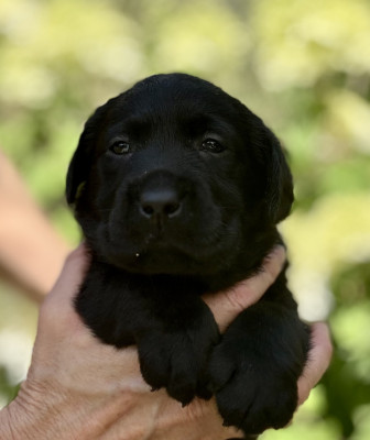 Chiot N°6