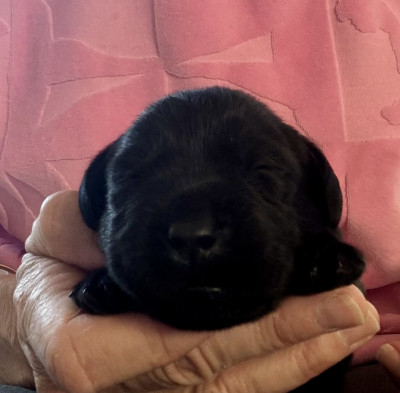 Chiot N°3