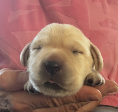 Chiot N°4