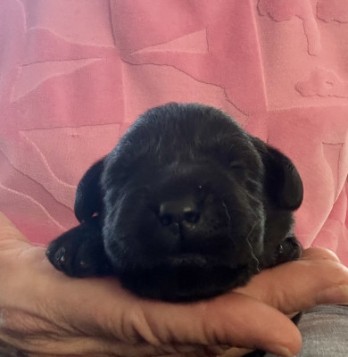 Chiot N°5