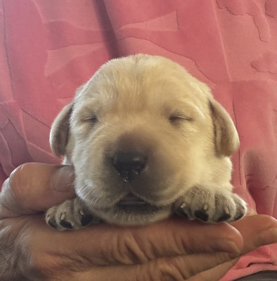 Chiot N°6