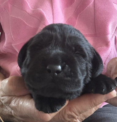 Chiot N°7