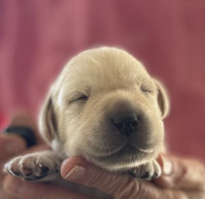 Chiot N°2