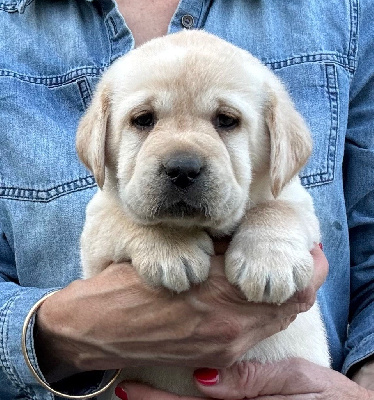 CHIOT 7