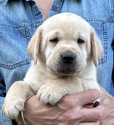 CHIOT 3