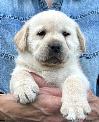 CHIOT 2