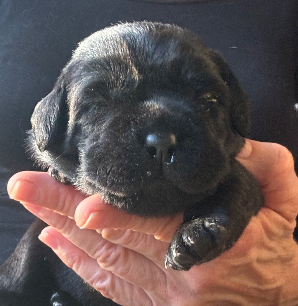 De L'Etang Balancet - Chiots disponibles - Labrador Retriever