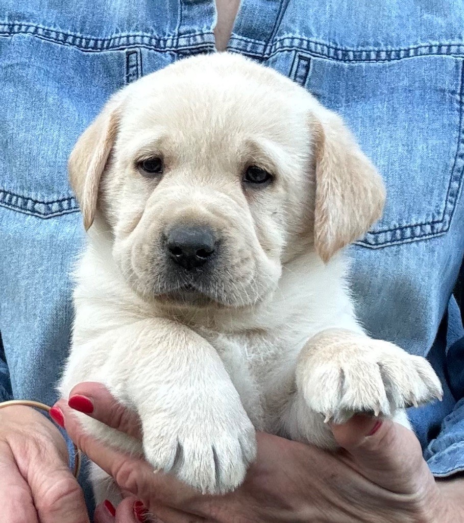 De L'Etang Balancet - Chiots disponibles - Labrador Retriever