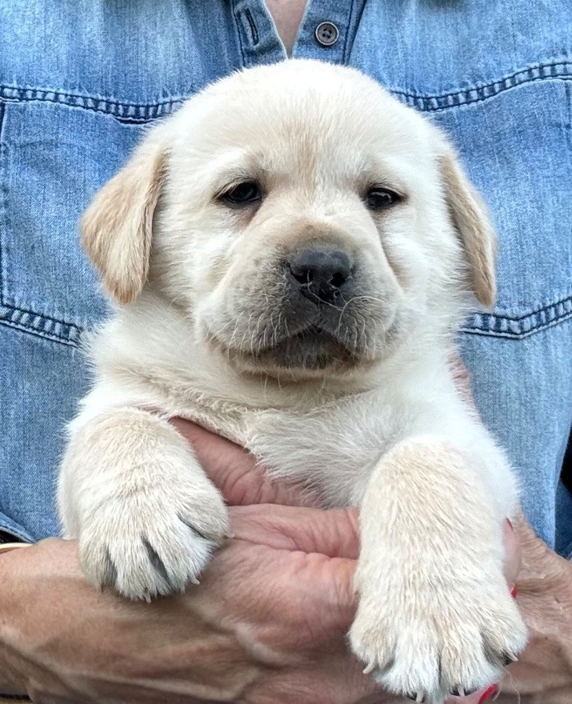 De L'Etang Balancet - Chiots disponibles - Labrador Retriever