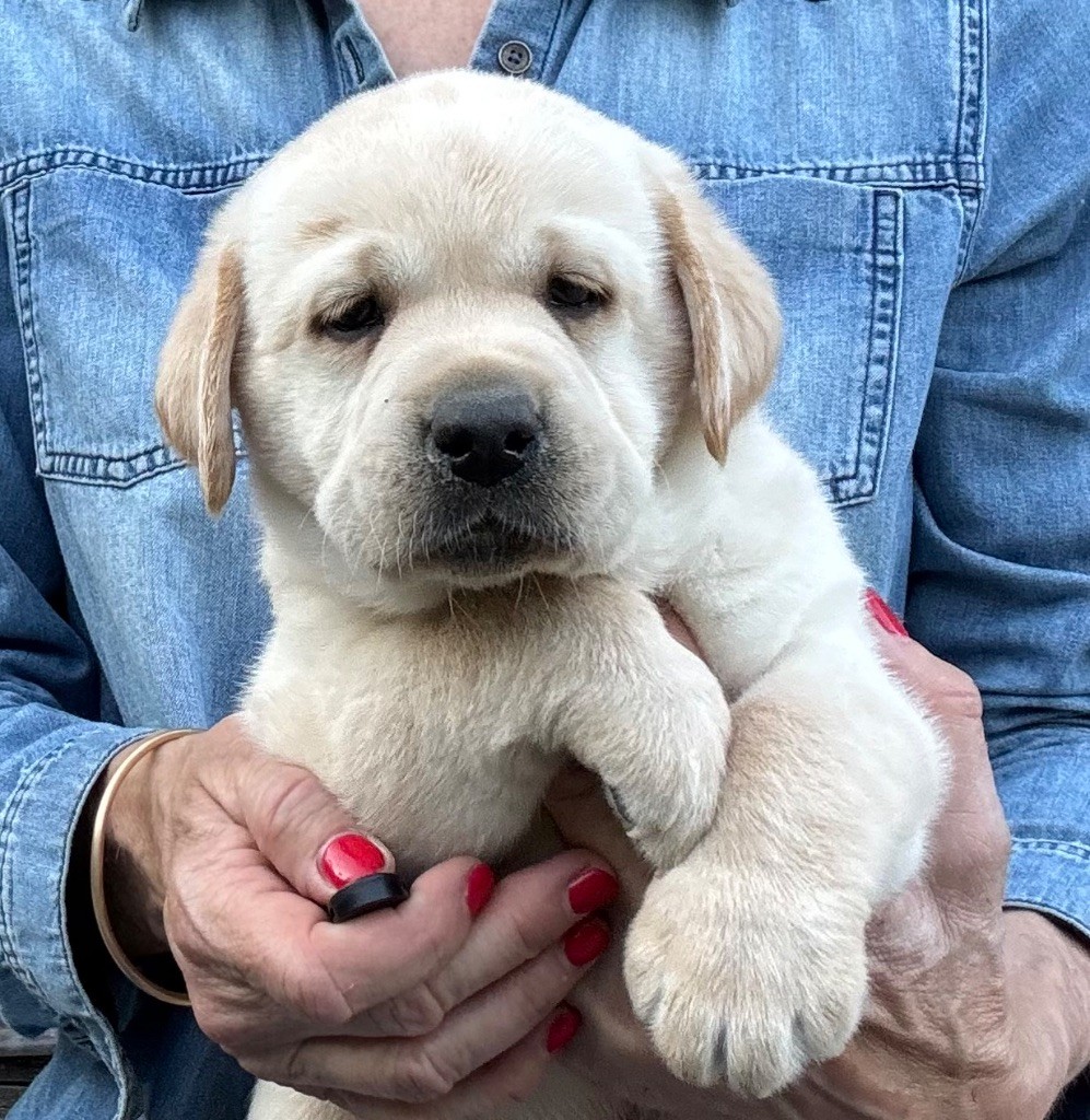De L'Etang Balancet - Chiots disponibles - Labrador Retriever